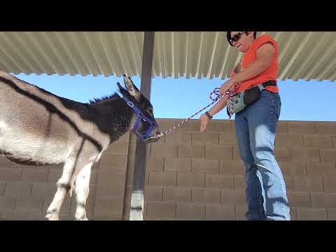 Picking up Johnny's hooves for the 1st time #donkeytraining #minidonkey #killpenrescue