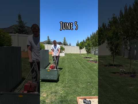 Leveling my lawn using sand 2 month journey #lawnlife #lawn #lawncare #lawnleveling