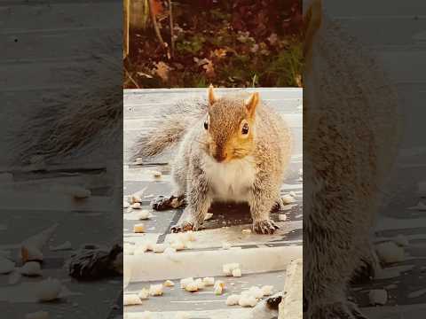 Cute 🥰 squishy eating food 🍱 🐿️#shortsvideo #squishy #squirrel #wildlife