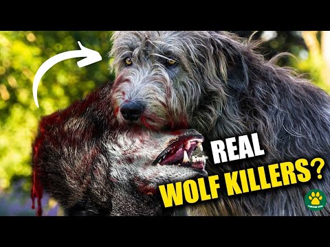 WOLF KILLERS of Ireland - Deadly or Friendly??