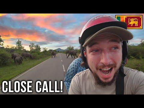 Chased By Wild Elephants In Sri Lanka! 🇱🇰