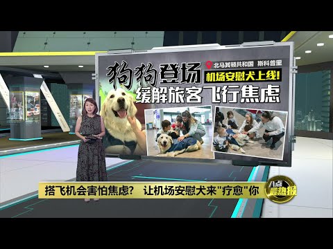 搭飞机会害怕焦虑?   让机场安慰犬来"疗愈"你 | 八点最热报 14/01/2025