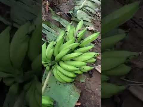 Easy banana cutting from plant