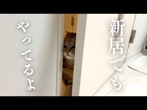 やっぱりドアに顔が挟まって変顔になってしまった猫がこちら…