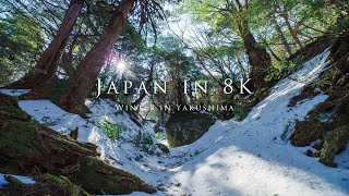 Japan in 8K -Winter in Yakushima-