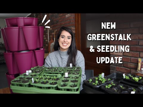 New Razzleberry GreenStalk, Separating Seedlings & Grow Room Update