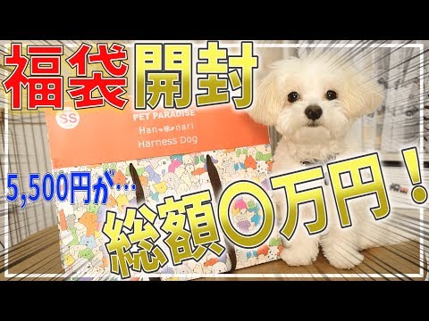 【2020犬の福袋】超お得！大人気ペットパラダイスの福袋が大当たり！！犬服試着も♪【＃043】The contents of the lucky bag for dogs are amazing