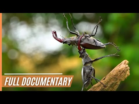 Germany's Mystic Forest | Full Documentary