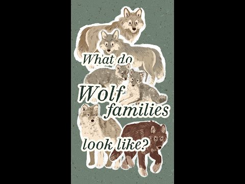 What do wolf families look like? #shorts