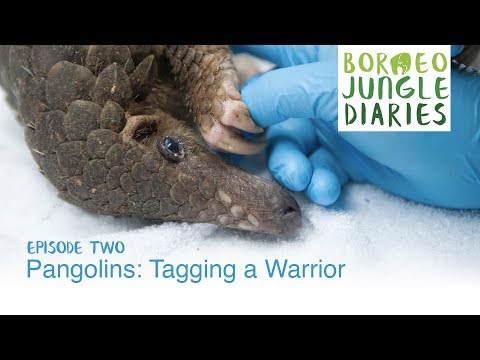 Borneo Jungle Diaries: Episode Two - Pangolins: Tagging a Warrior [UHD/4K] SZtv