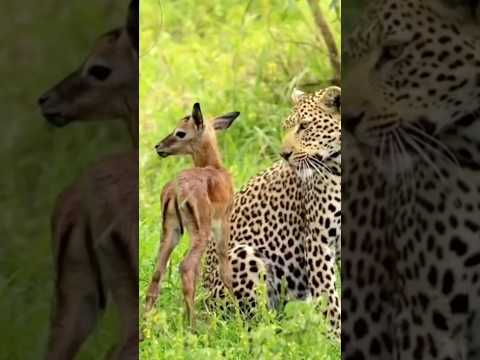 Leopard taking care of Lost baby deer || #nature #wildlife #trending #viralvideo #ytshorts #shorts