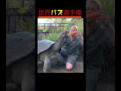 何が起こるかわからない！予想外の面白シーン集1 #癒やし #動物ハプニング　#癒し系動物 #ViralAnimals#CuteAnimalMoments #shorts