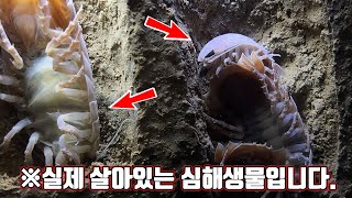 여긴 진짜 클라스가 넘사네요 ㄷㄷ 살아있는 심해어들부터 처음보는 희귀종이 수두룩합니다.(ft.미니생도)