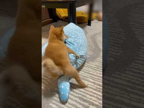 生後60日のシミ犬。　　#子犬 #豆柴 #dog #shiba ※一年前と別動画