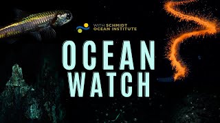 Ocean Watch | A Tale of Deep Sea Exploration