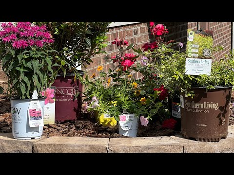 My ‘Must-See’  FAVORITE PLANT PICKS For This Focal Point Landscape Renovation🏡 | The Southern Daisy