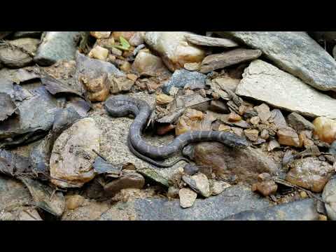 Northern Water Snake