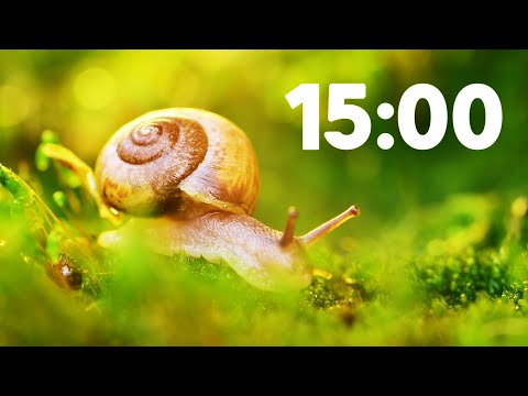 15 Minute Relaxing Spring Timer 🐌