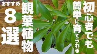 初心者でも簡単に育てる事ができる【観葉植物8選】まとめ