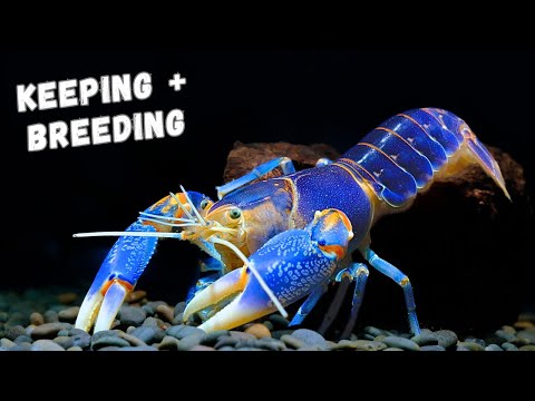 Keeping and Breeding Crayfish (2024 updated edition)