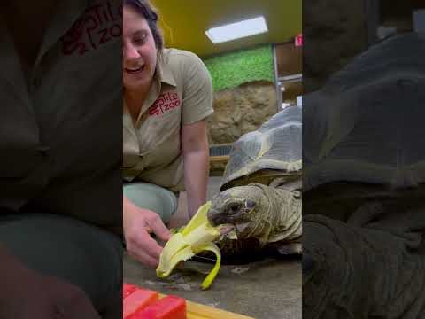 Fruit Buffet for our Aldabra Tortoise🥰🐢