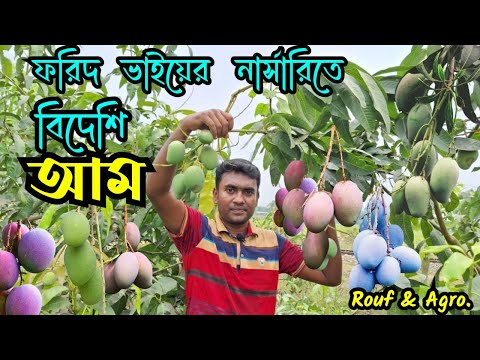 ফরিদ ভাইয়ের নার্সারিতে বিদেশি আম । বিদেশি মিষ্টি আমের জাত । Mango variety । ফরিদ এগ্রো  @RoufAgro