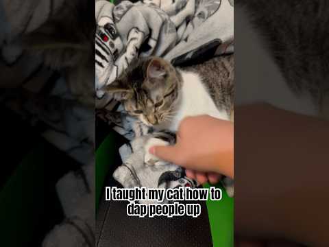 You can teach a cat how to dap people up #kitty #funny #cute