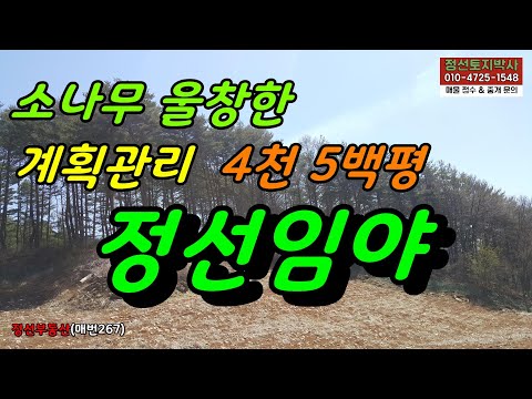 소나무 울창한 계획관리 4천 5백평 정선임야 / 정선토지박사