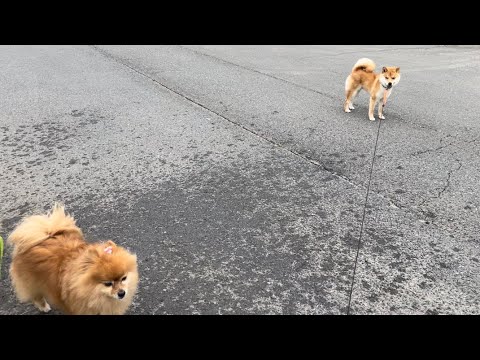 水遊びに誘うもフルシカトする犬達。