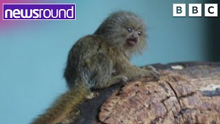 Cutest Monkey Ever | Happy News | Newsround