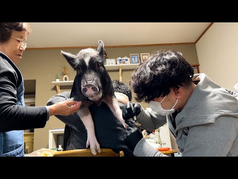 Pig injured during hoof treatment