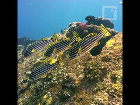 Sweet lips from Bali, Indonesia - beautiful colours on an underwater video from a cheap cellphone