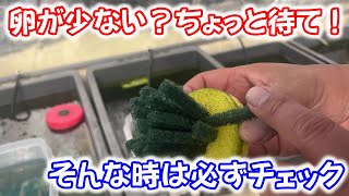 【めだか】メダカの卵が少ない時は・・・。Ｂ型おやじ