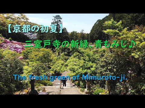 【京都初夏】三室戸寺の新緑、美しい青もみじ♪【The fresh green of Mimuroto-ji temple of Kyoto.】