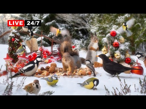 🔴24/7 LIVE  CAT TV NO ADS 😺Pretty BIRDS & Precious SQUIRRELS and Party at Winter Wonderland