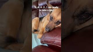 German Shepherd Ready To Take A Nap -#dog  #germanshepherd  #dogreactions  #shorts  #dogviral