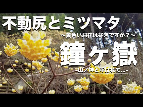 【不動尻/東丹沢】「山の神」を経て春に現れる「黄色い庭園」へ。