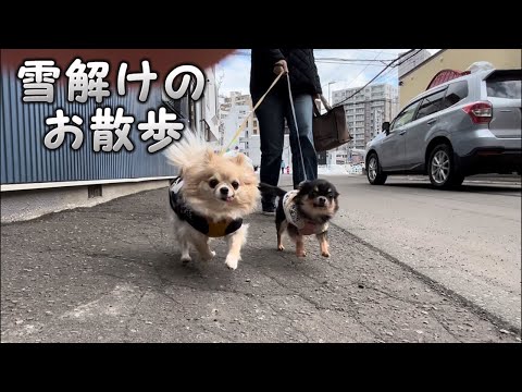 雪国あるある雪解けのお散歩は‥？【チワワ多頭飼い】