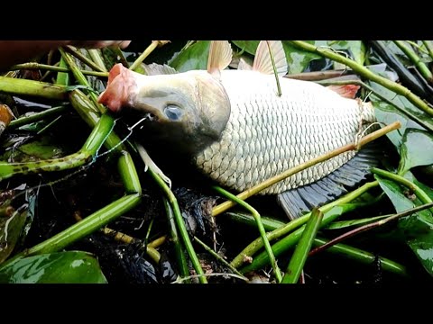 গ্রামে বিলে মাছ ধরার কোশল | Amazing catching fish in the canal #fish #fishing