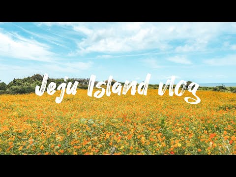 Gapado Island in Jeju Island, Korea, in full bloom with yellow cosmos