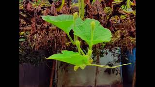 প্রকৃতির সৌন্দর্য #nature #naturelovers #natural