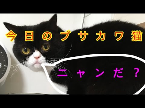 ぶさかわ猫