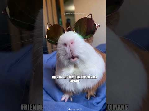 Small Cute Companions | Guinea Pig