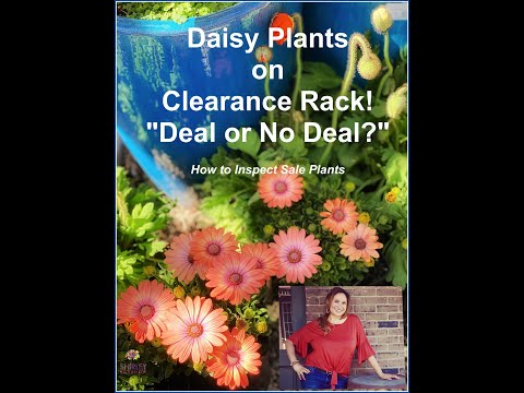 Daisy Plants on Clearance Rack! How to Inspect Plants Before Buying Them! Shirley Bovshow