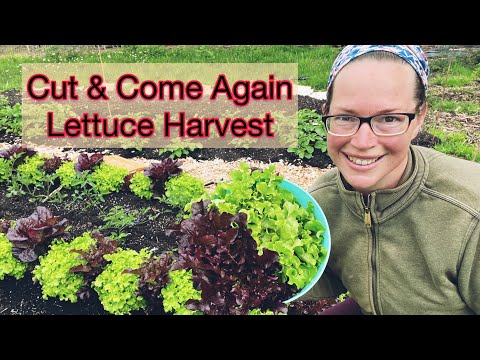 How To Cut Lettuce To Enjoy It All Season | PNW Zone 8b