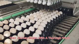 Chicken Mega Factory: Advanced Egg Incubation Technology & Broiler Farming Process#chicken #shorts