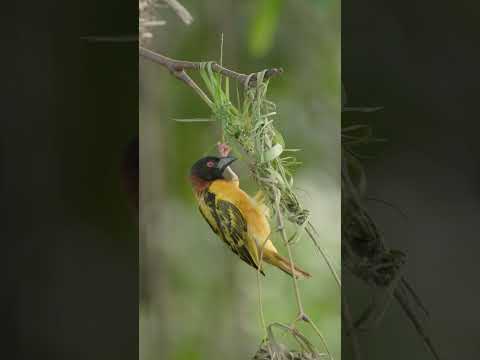 Birding in Africa. Incredible Nest Building by the Village Weaver! 🐦🏡