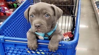 Funniest & Cutest Pitbull Puppies #2 - Funny Puppy Videos 2019