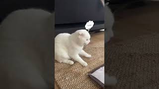 Hahaha fine 😹 #goaway #catthoughts#cute #funny #cat #catfilter #catthoughtfilter #ilovecats #tiktok