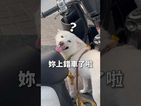 白柴犬的散步搭錯車日常 #廖發財 #發財日記